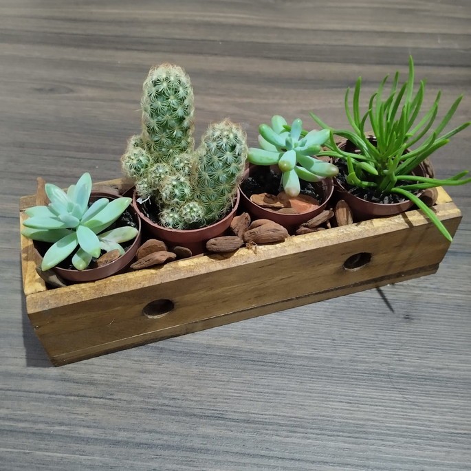 Floreira para suculentas