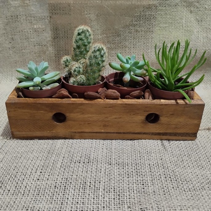 Floreira para suculentas