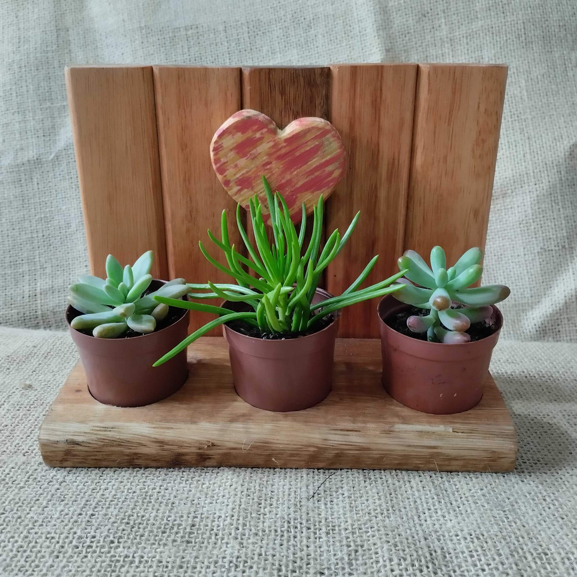 Suporte para vasinhos de suculentas